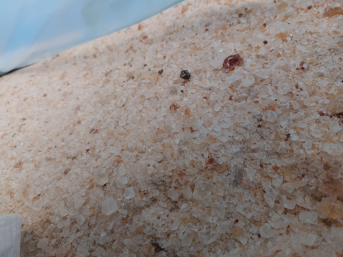 NO.24-0531-K Spain SAN REGRIND (3).png